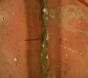 1900年修开平黄氏族谱 广东黄姓电子版家谱下载